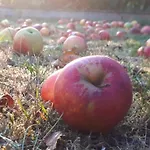 Am Obstgarten Bad Bocklet